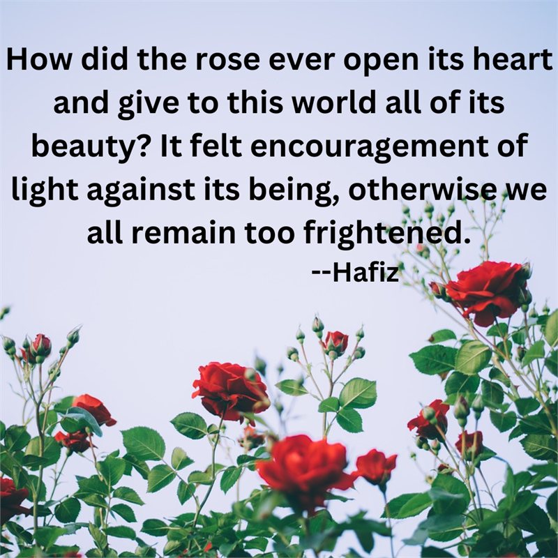 How did the rose ever open its heart and give to this world all of its beauty? It felt encouragement of light against its being — Hafiz